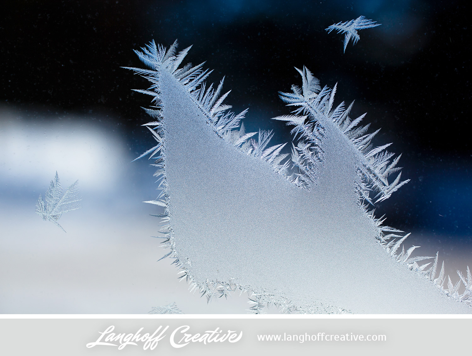 LanghoffCreative-frost-macro-photography_Jan06-2014-photo-5.jpg