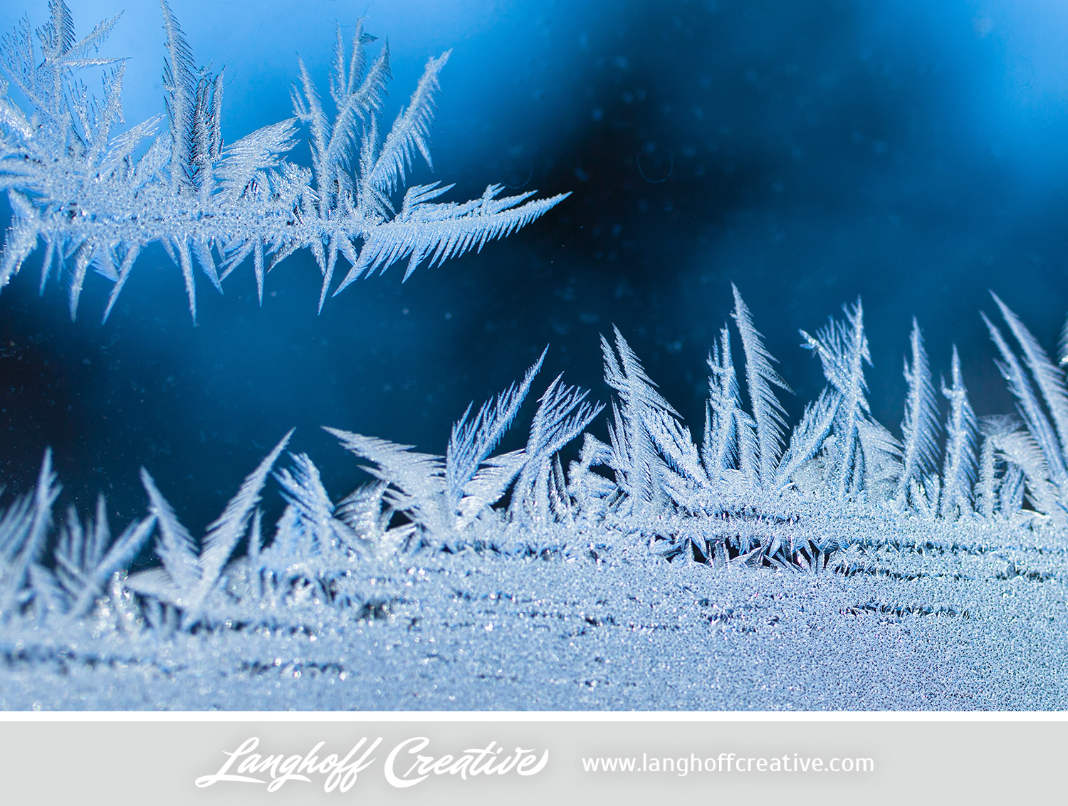 LanghoffCreative-frost-macro-photography_Jan06-2014-photo-15.jpg