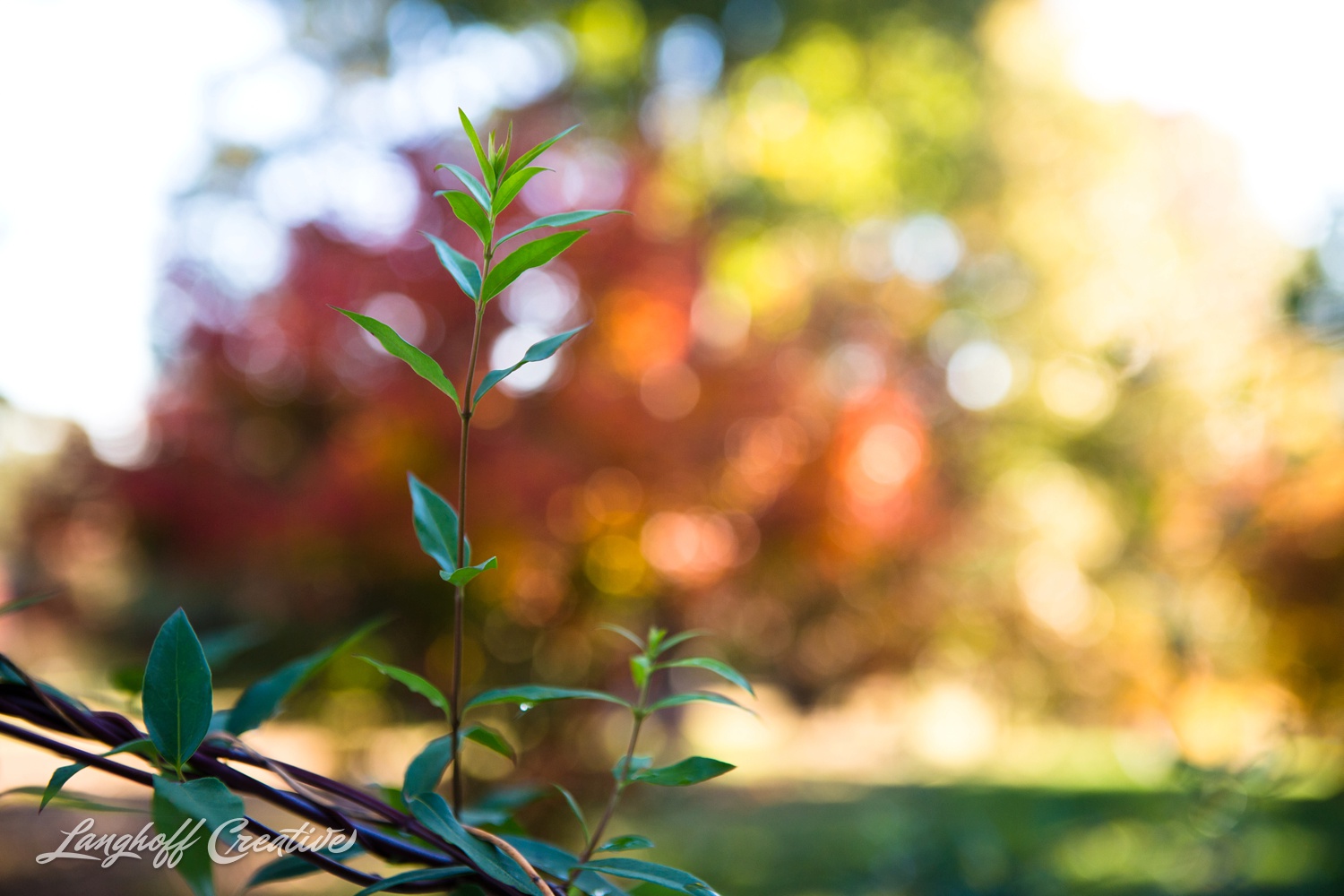 FallColors-FallMorning-LanghoffCreative-20141030-2-photo.jpg