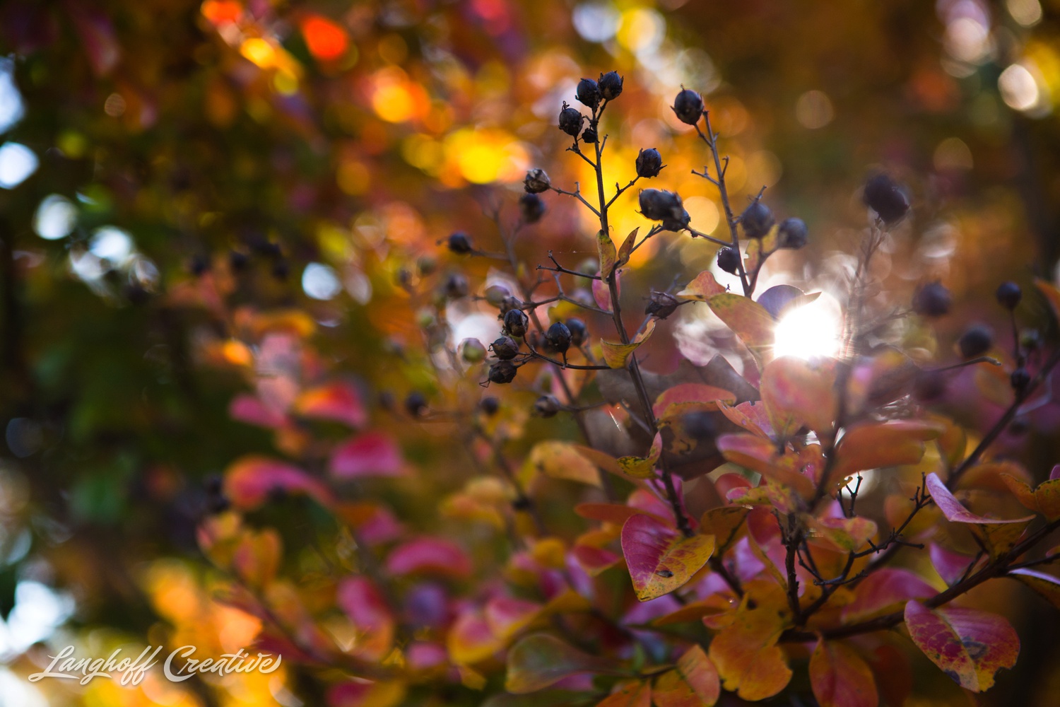 FallColors-FallMorning-LanghoffCreative-20141030-7-photo.jpg
