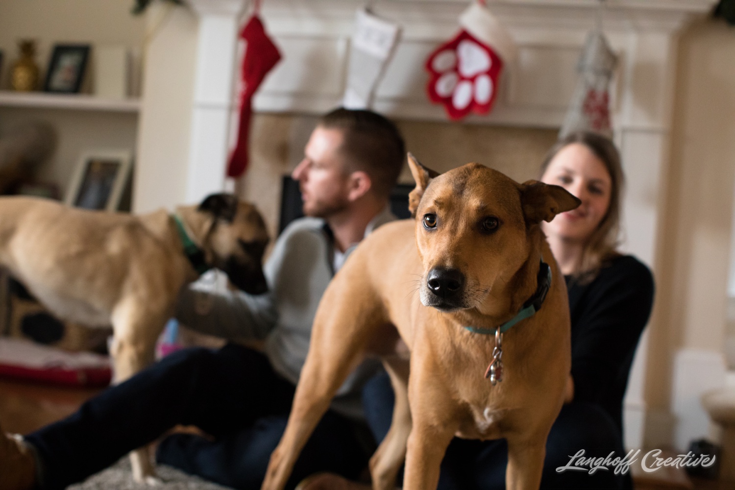 20171118-ByrdChristmas-Dogs-Holidays-LanghoffCreative-RealLifeSession-DocumentaryFamilyPhotography-RDUphotographer-15-photo.jpg