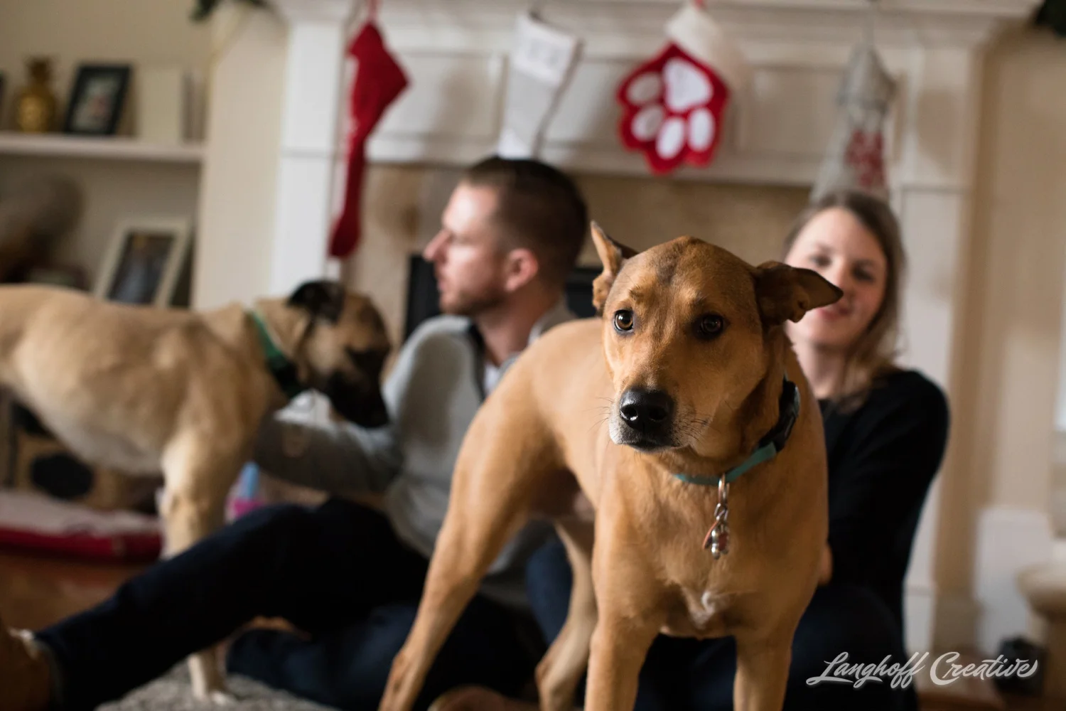 20171118-ByrdChristmas-Dogs-Holidays-LanghoffCreative-RealLifeSession-DocumentaryFamilyPhotography-RDUphotographer-15-photo.jpg
