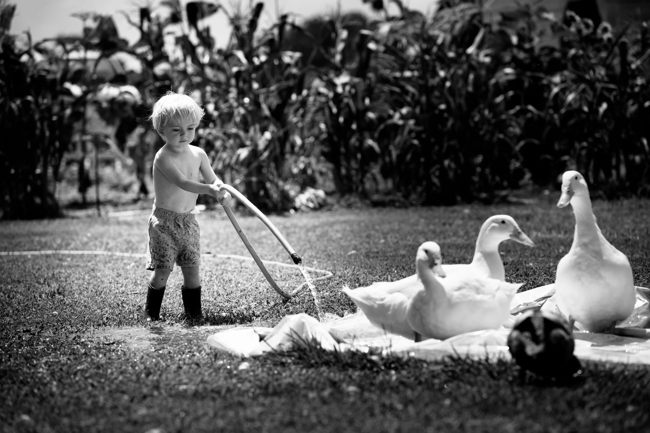 A young boy barefoot and shirtless, wearing patterned shorts and rain boots, is feeding geese in a grassy outdoor area.