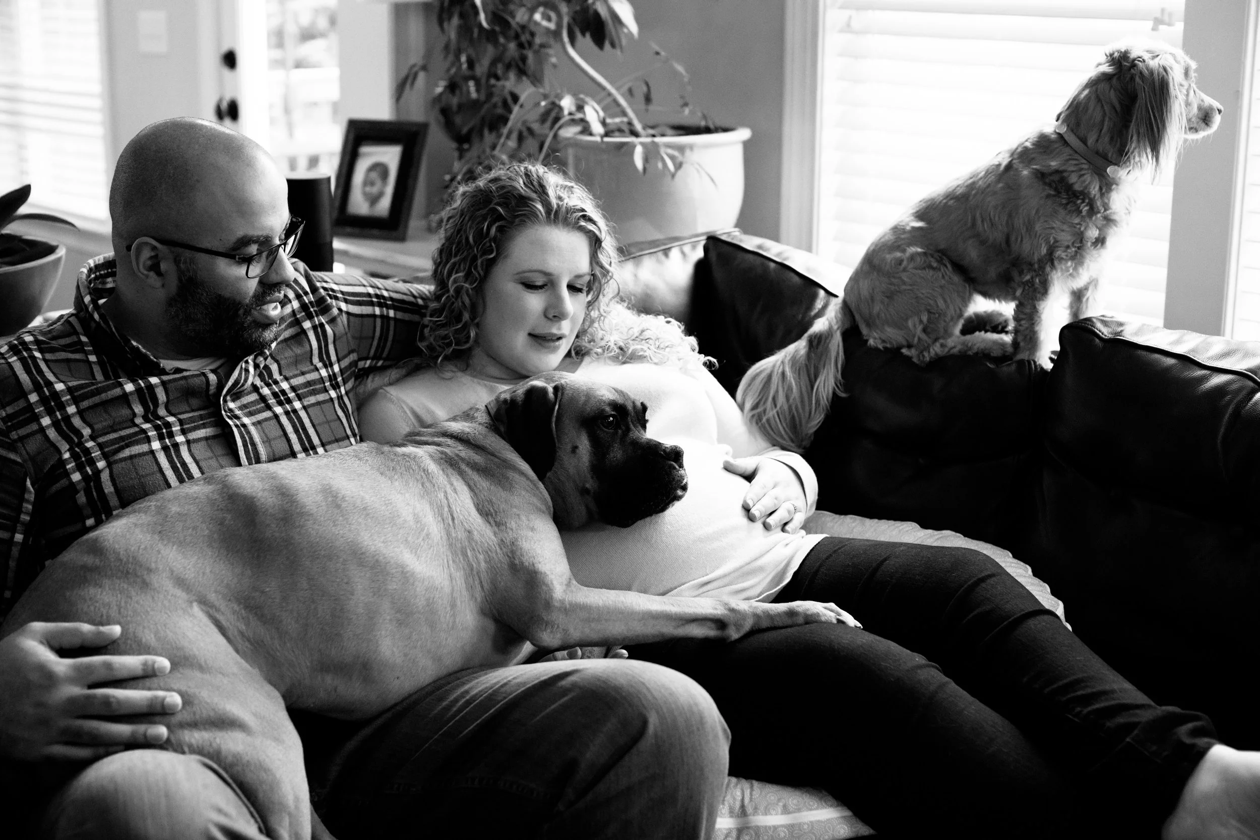 2018-01-13_GambinoMaternity-dogs.jpg