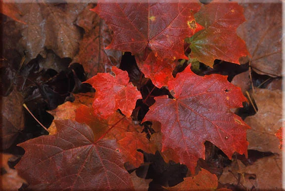 Ruby and Garnet.s.kayakosareen.jpg