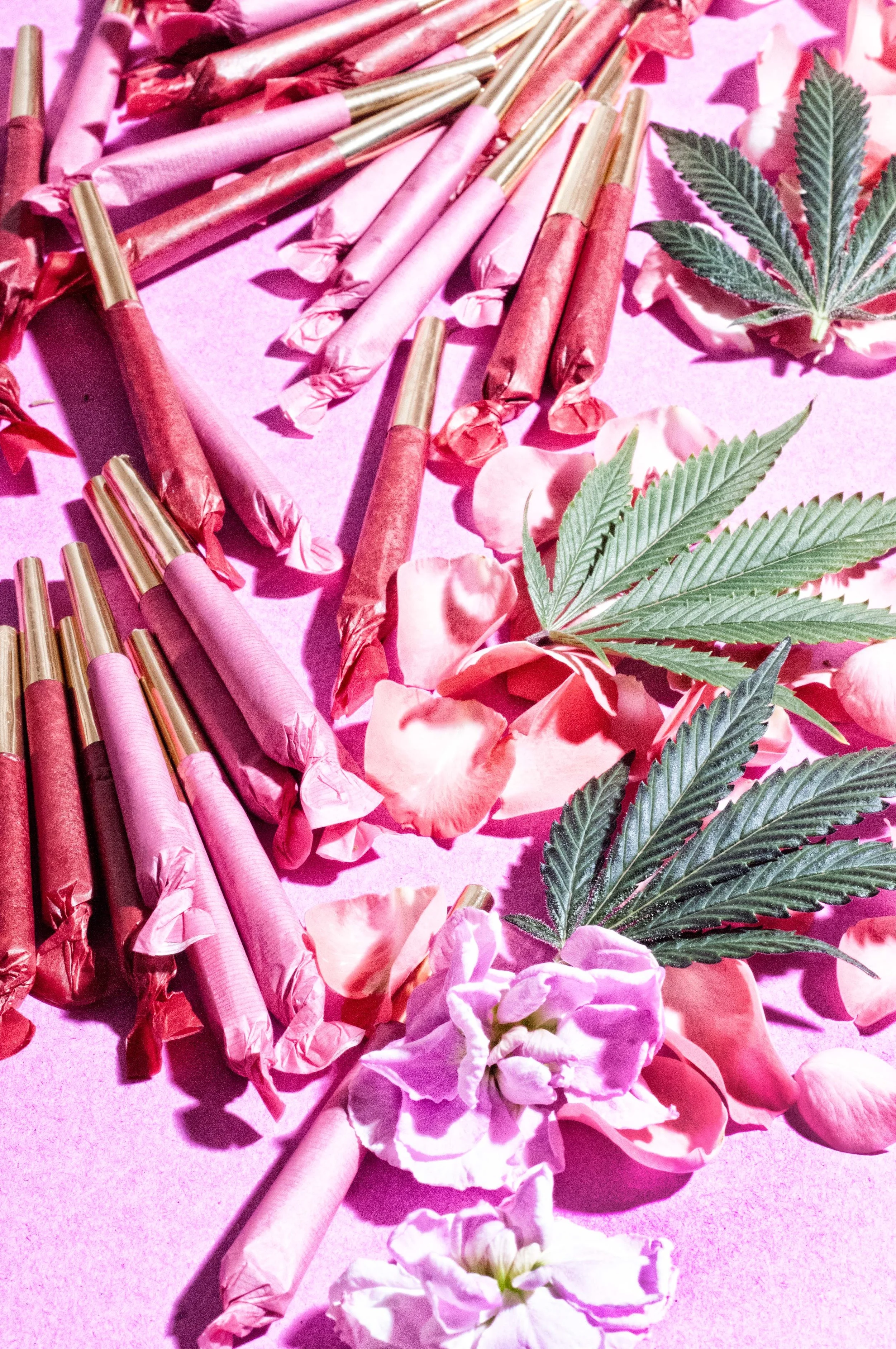 cannabis_JPEG007©kayakosareen.jpg