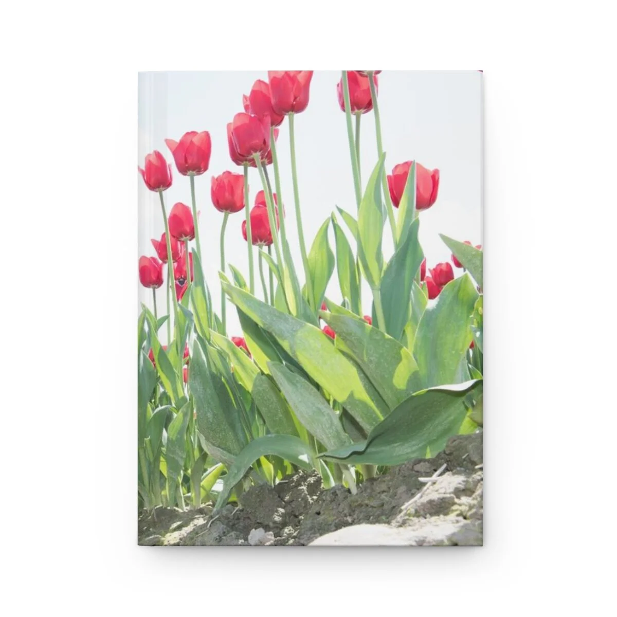 95ca2b120a00a4fac17e4ec5ff57361c