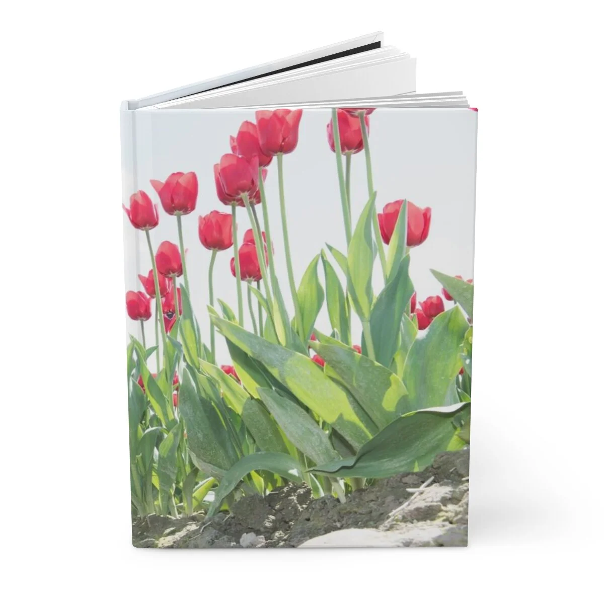 4c9a0da7b6a26dc82267695a903a9008