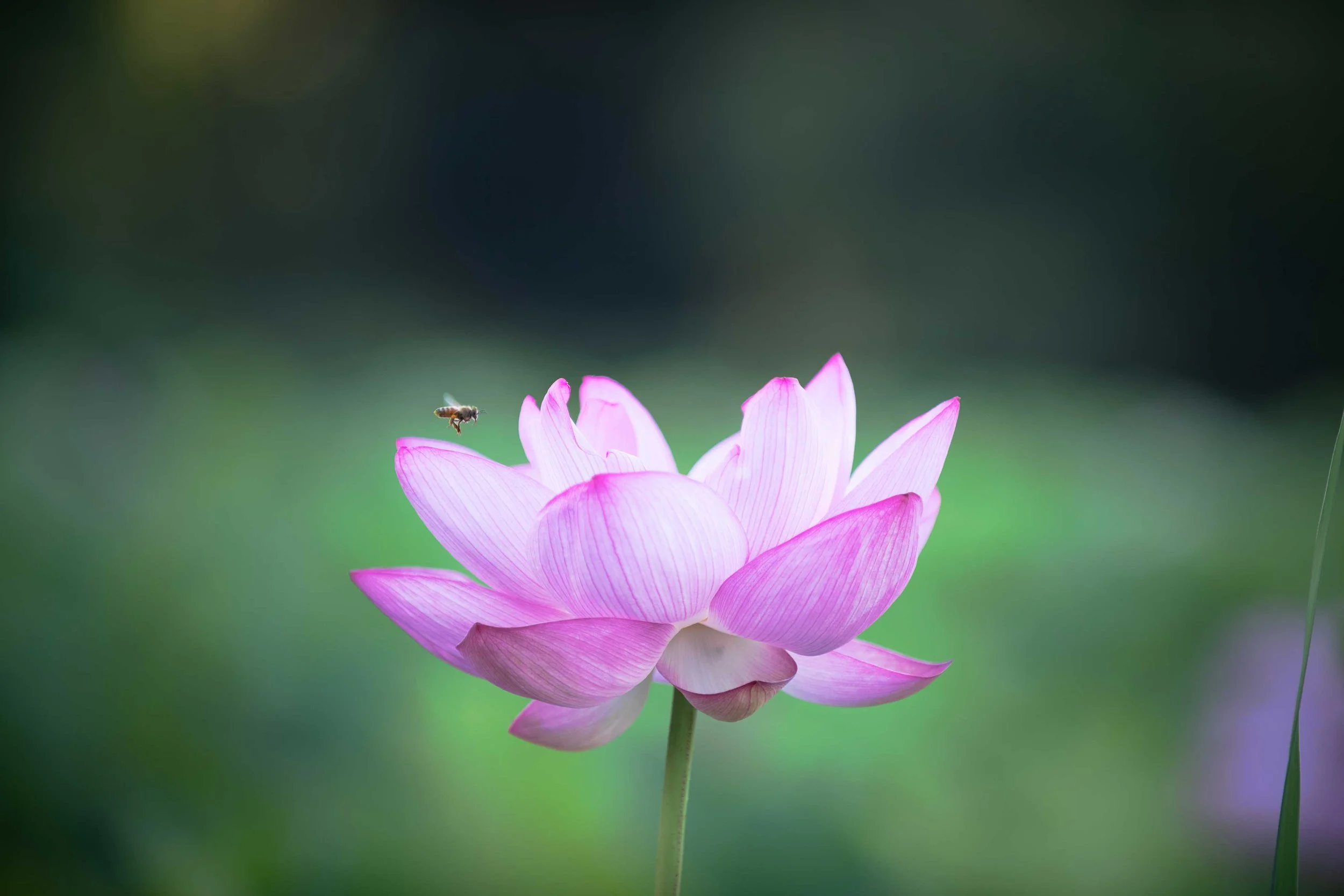 hasu_©KayakoSareen-5.jpg