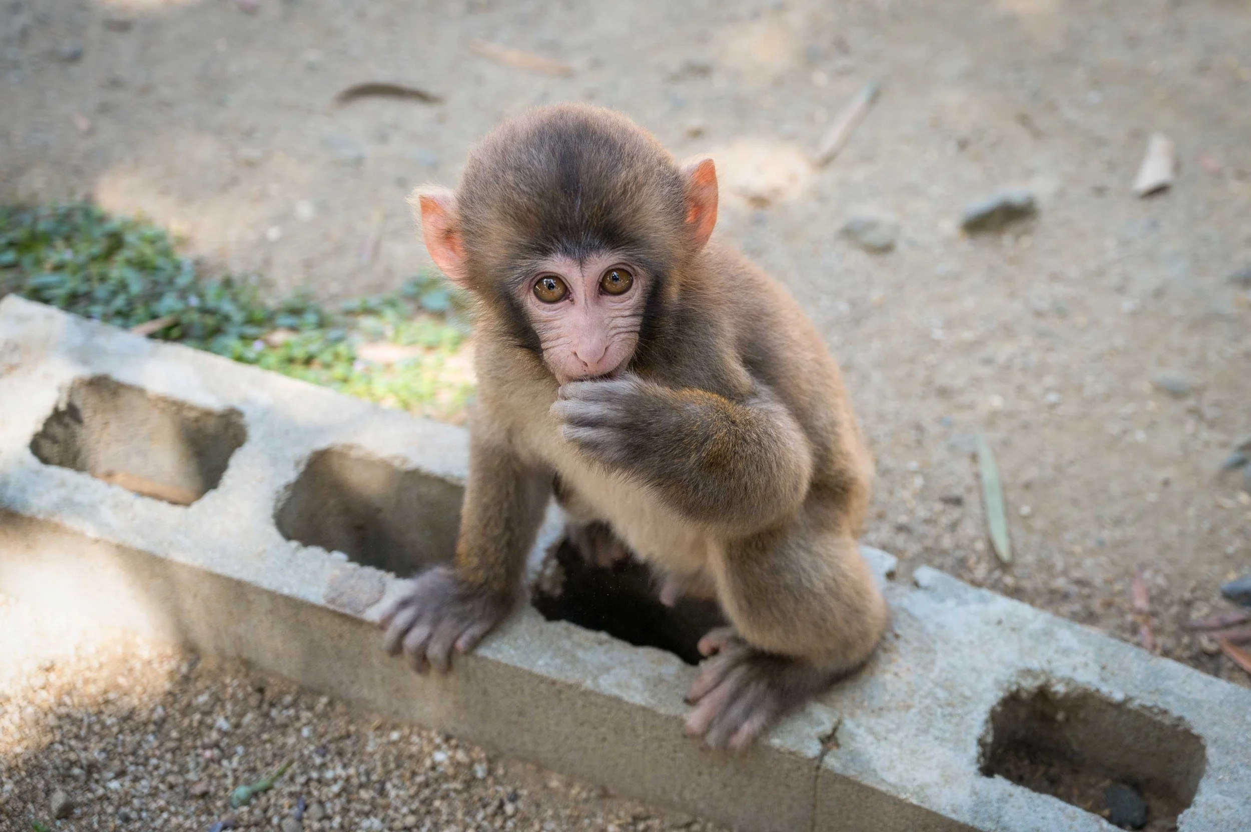 24Monchan©KayakoSareen-3.jpg