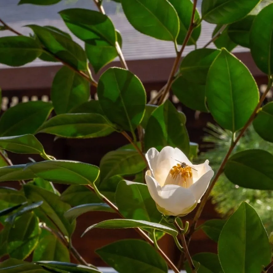 Camellia in a shrine