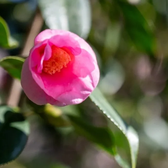 Pink Camellia 