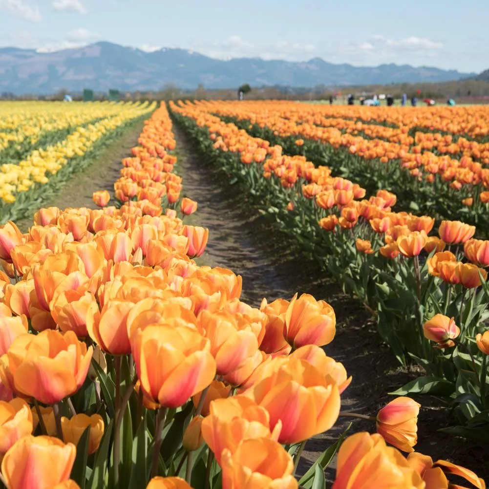 Sunny orange tulips