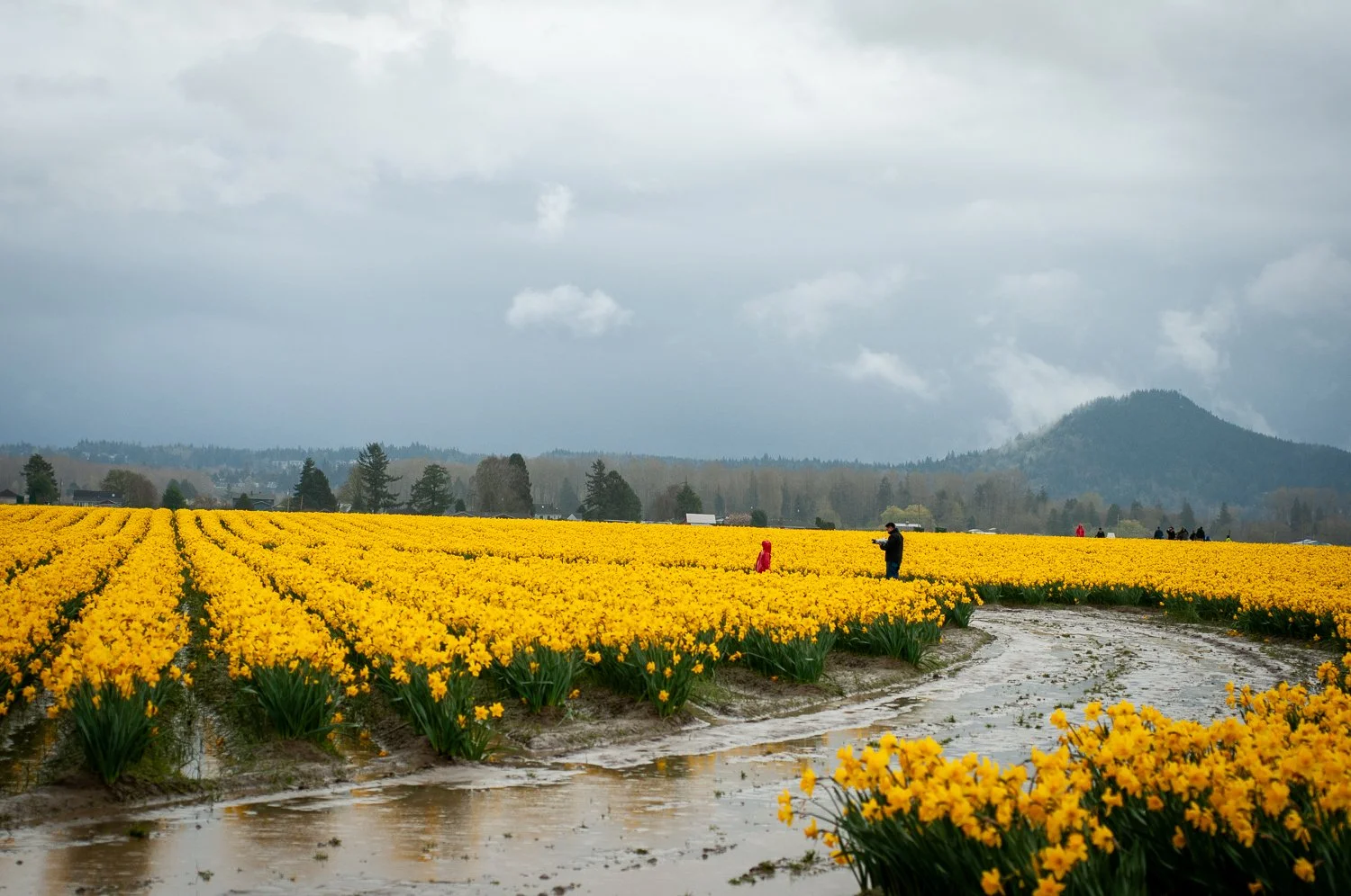 A yellow-hued dreamscape