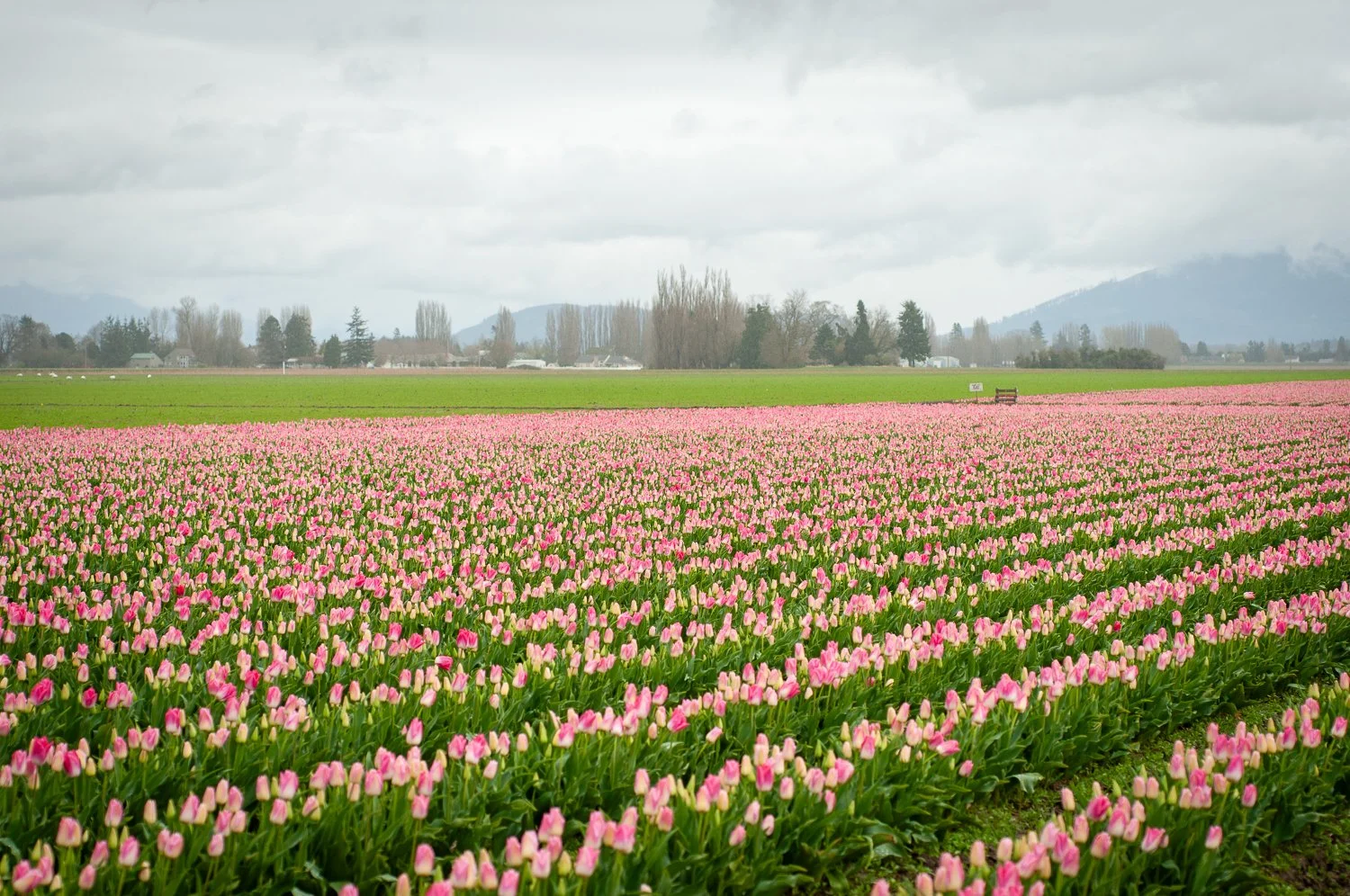 A field of pink tulips