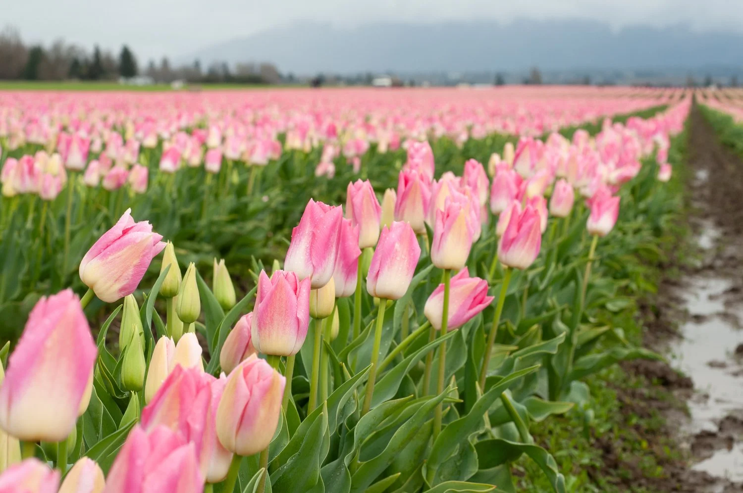 Pink Tulips