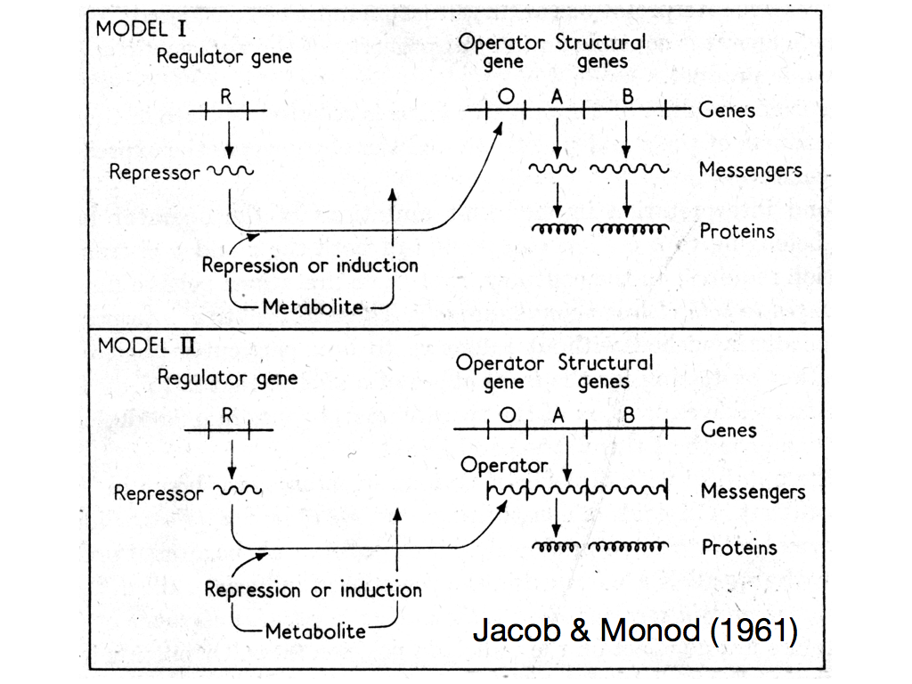 JacobMonod.003.png