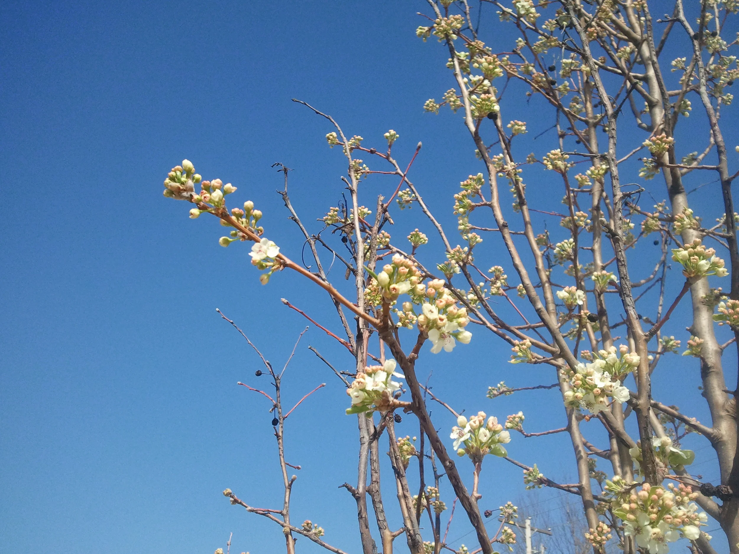 Springtree.jpg