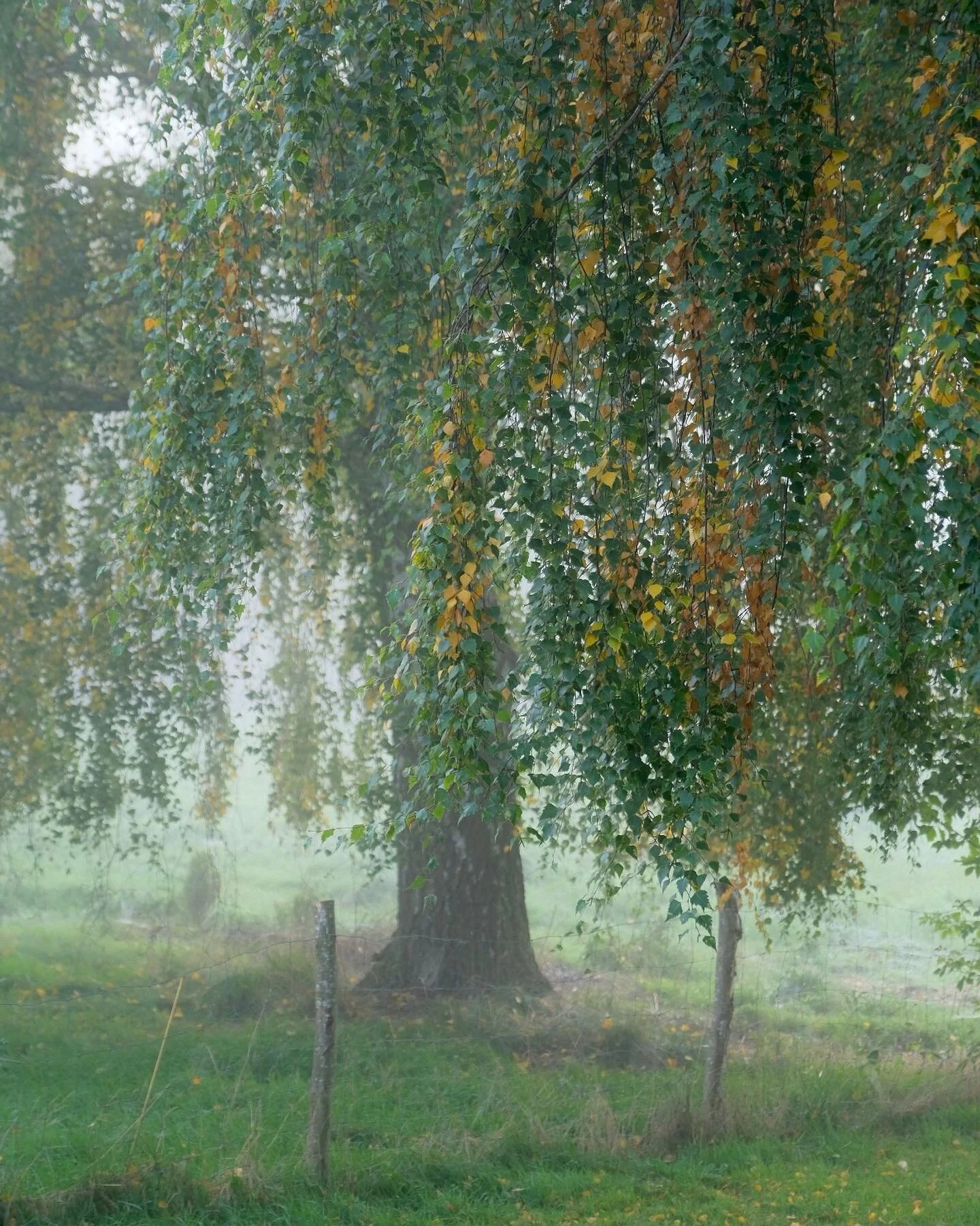 &ldquo;Waking up this morning I smile
24 brand new hours are before me
I vow to live deeply in each moment
And to look at all beings with the eyes of compassion.&rdquo;

Thanks to my beautiful wife for this surprise, bringing me to @vegan_resort for 