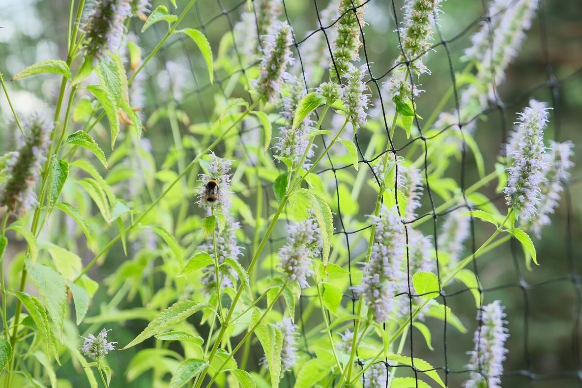 Balcony Time 

This morning I followed a bumblebee as it crawled along our Anise Hyssop plant, something we planted especially for bees. My wife has put a lot of effort into making our balcony perhaps the most enjoyable part of our place - in the sum