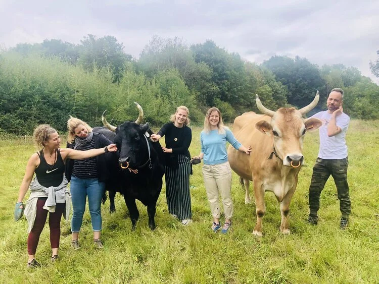 Cuddle and brush the cows at the sanctuary