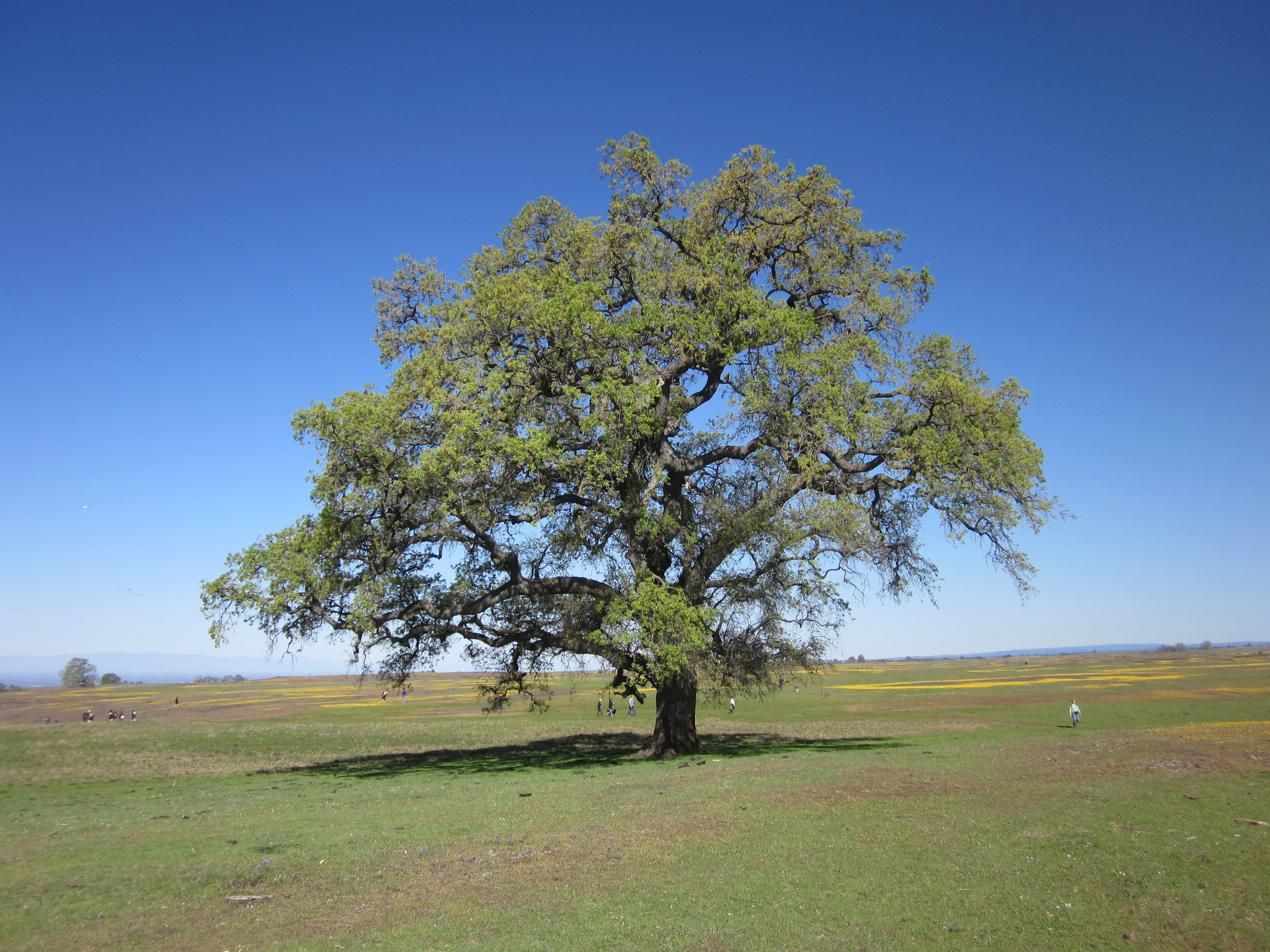 Table Mountain Butte County