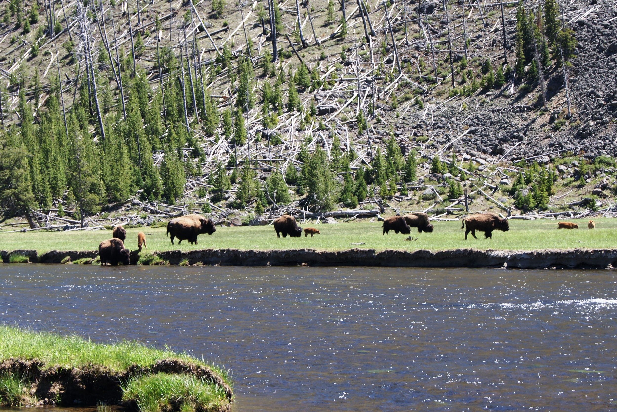 Yellowstone