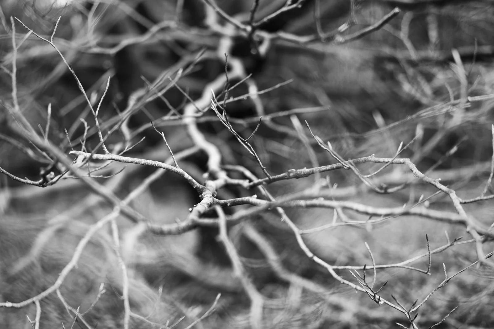 Nik Silver Efex Pro 2