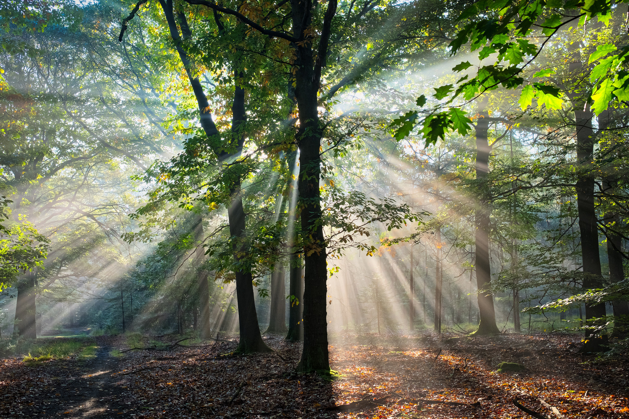 Magical Forest