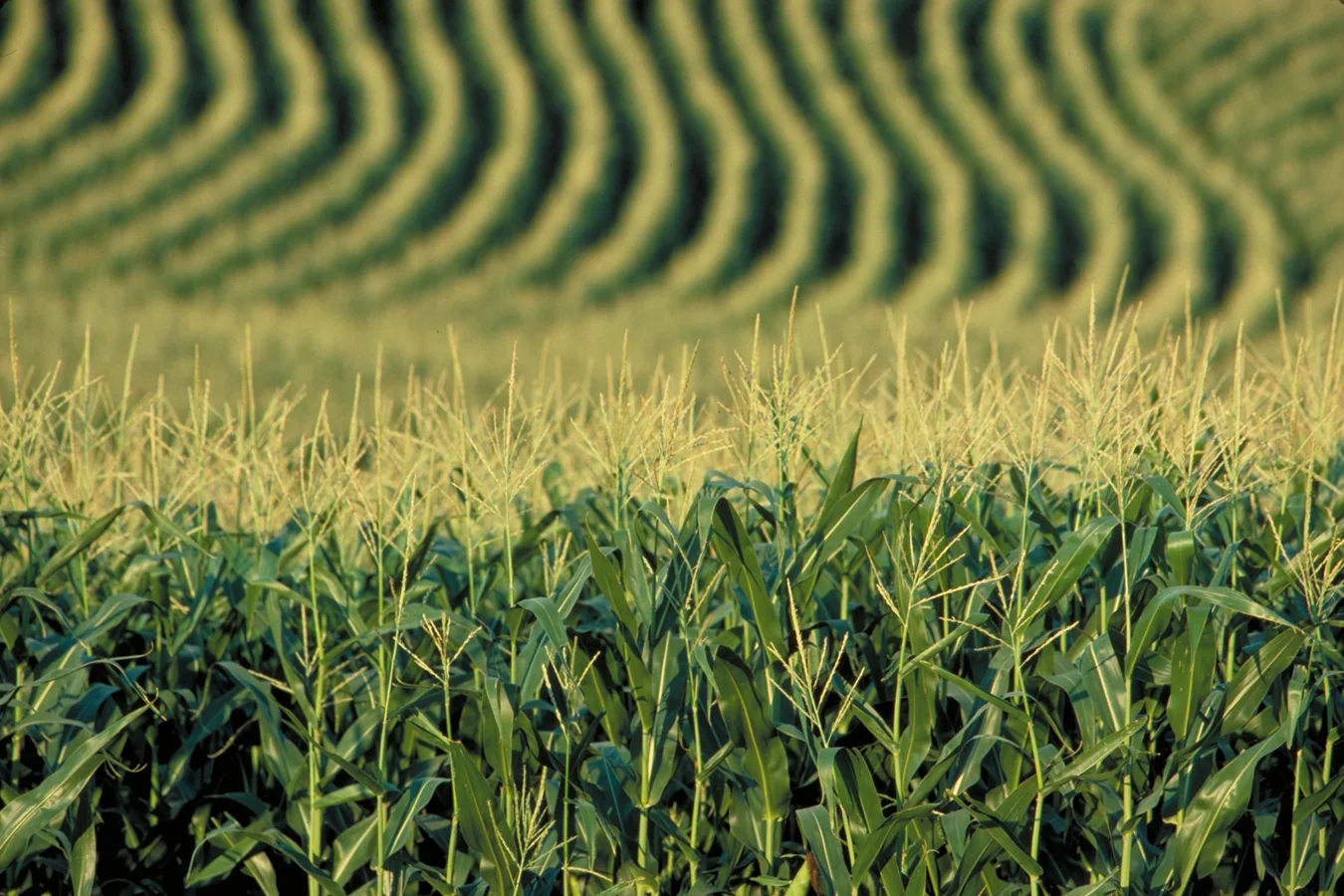 corn1.jpg