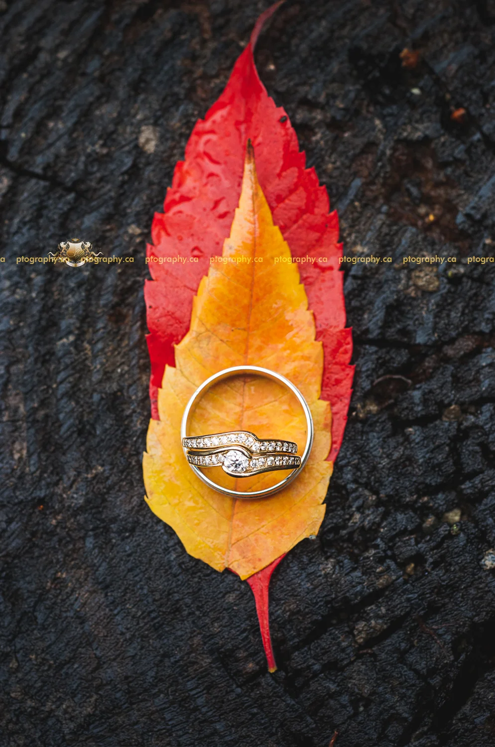 Alisha & Mike's Fall Wedding