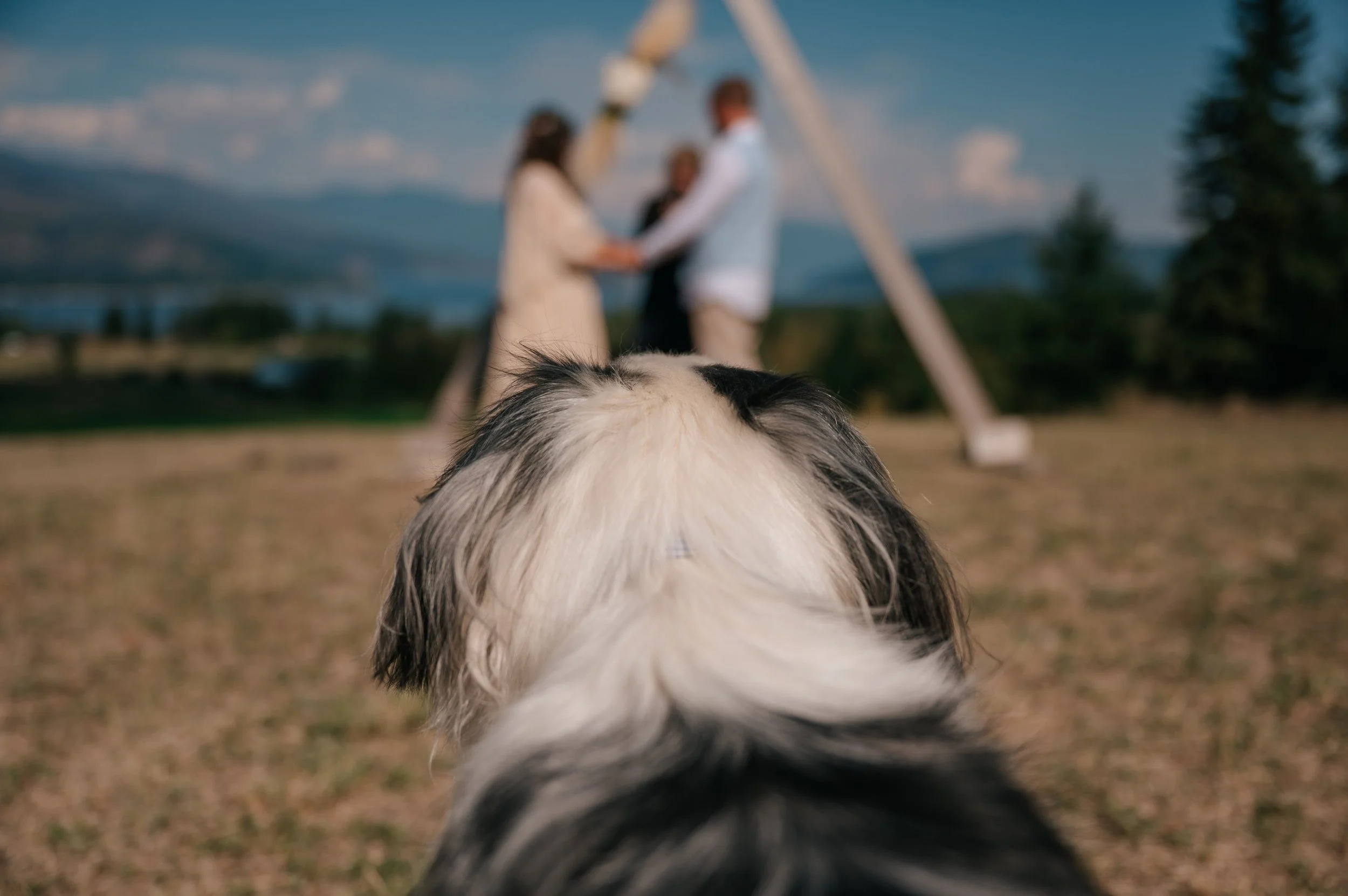 Wedding photography in Tappen BC at Copperview Farms