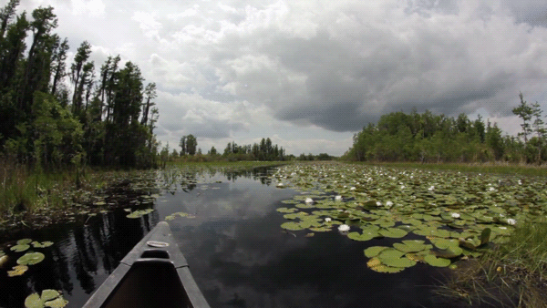 Environmental - Okefenokee National Park