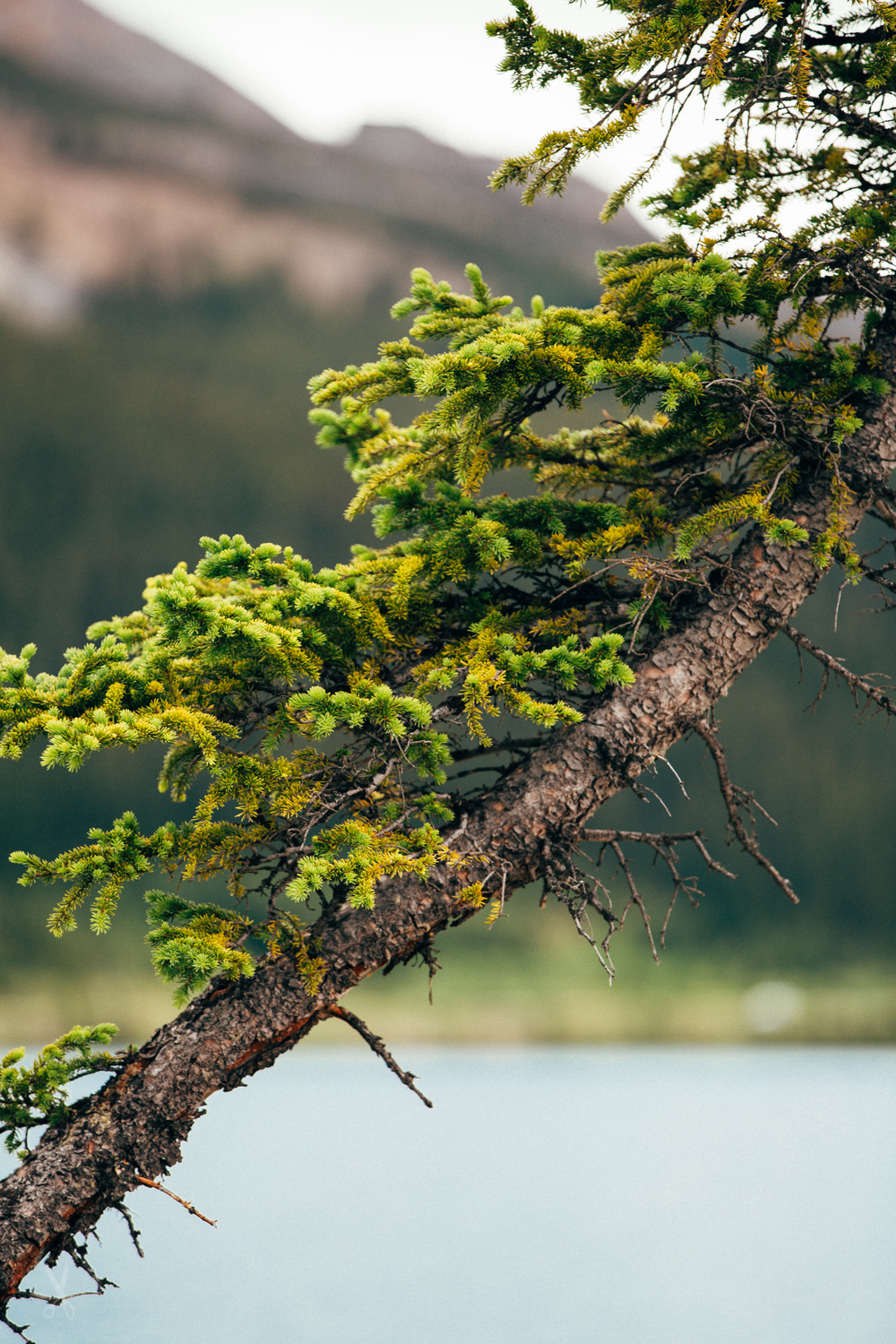 20160710-BanffDay3-447.jpg