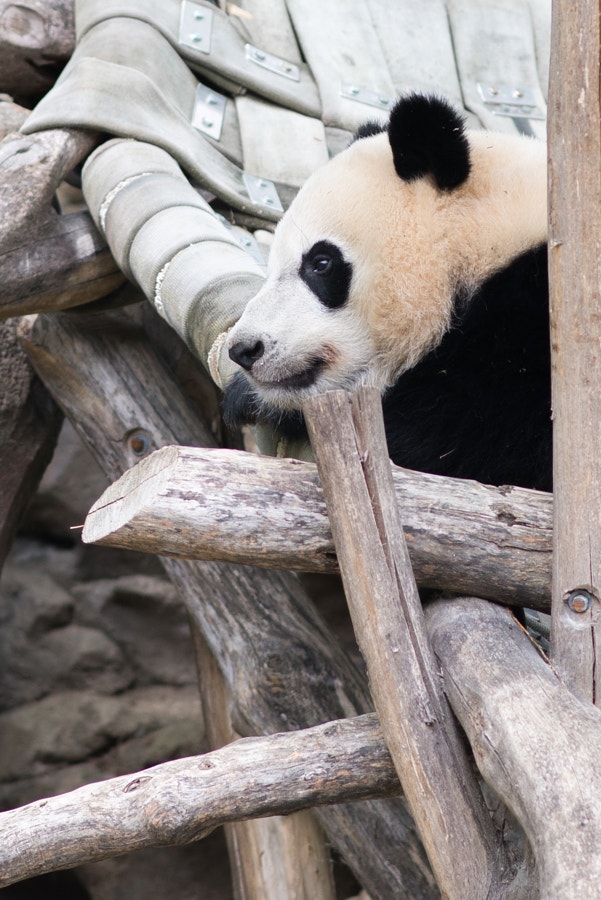Bei Bei