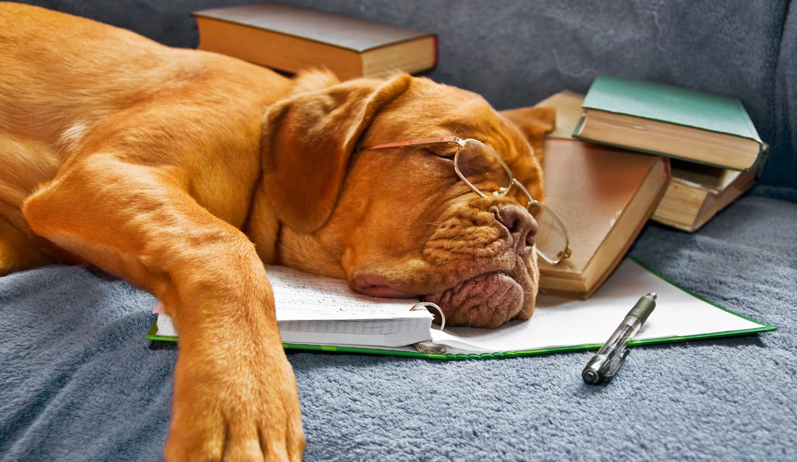 How to Get the Most Out of Dog Training Class: 7 Tips