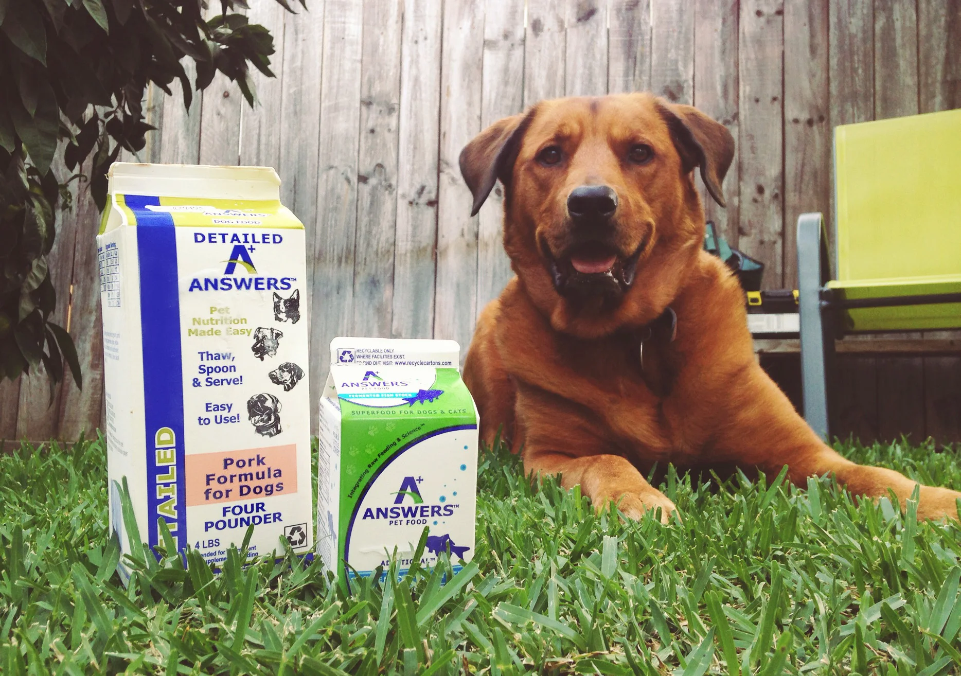 Our dog Kai loves his raw food diet from Answers Pet Food