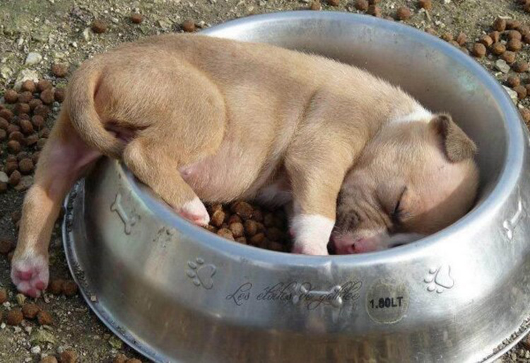 Maybe it's time to "wake up" your dog's appetite! The raw food diet is the most healthy and delicious food for your dog!