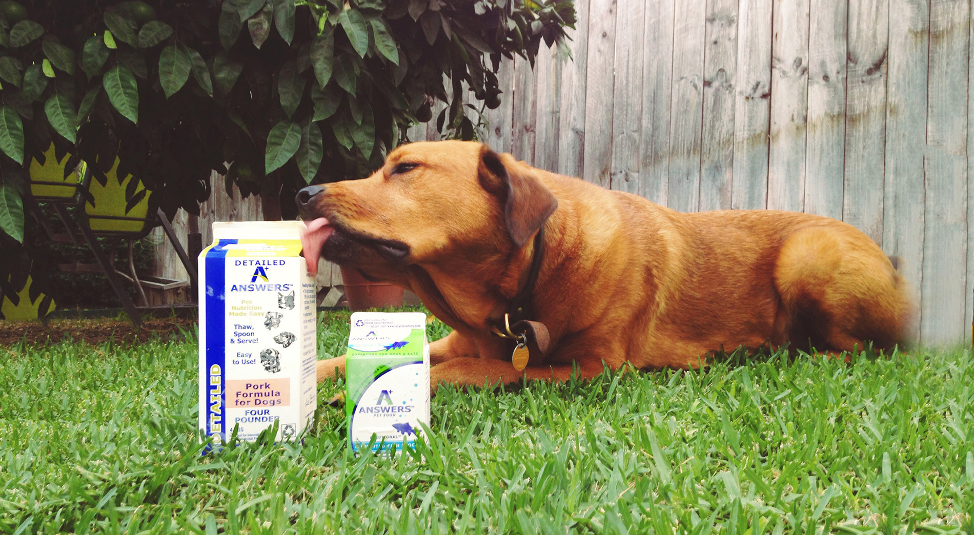 Feeding Your Dog A Raw Diet Answers From A Professional Tully s Training feeding-your-dog-a-raw-diet-answers-from-a-professional-tully-s-training