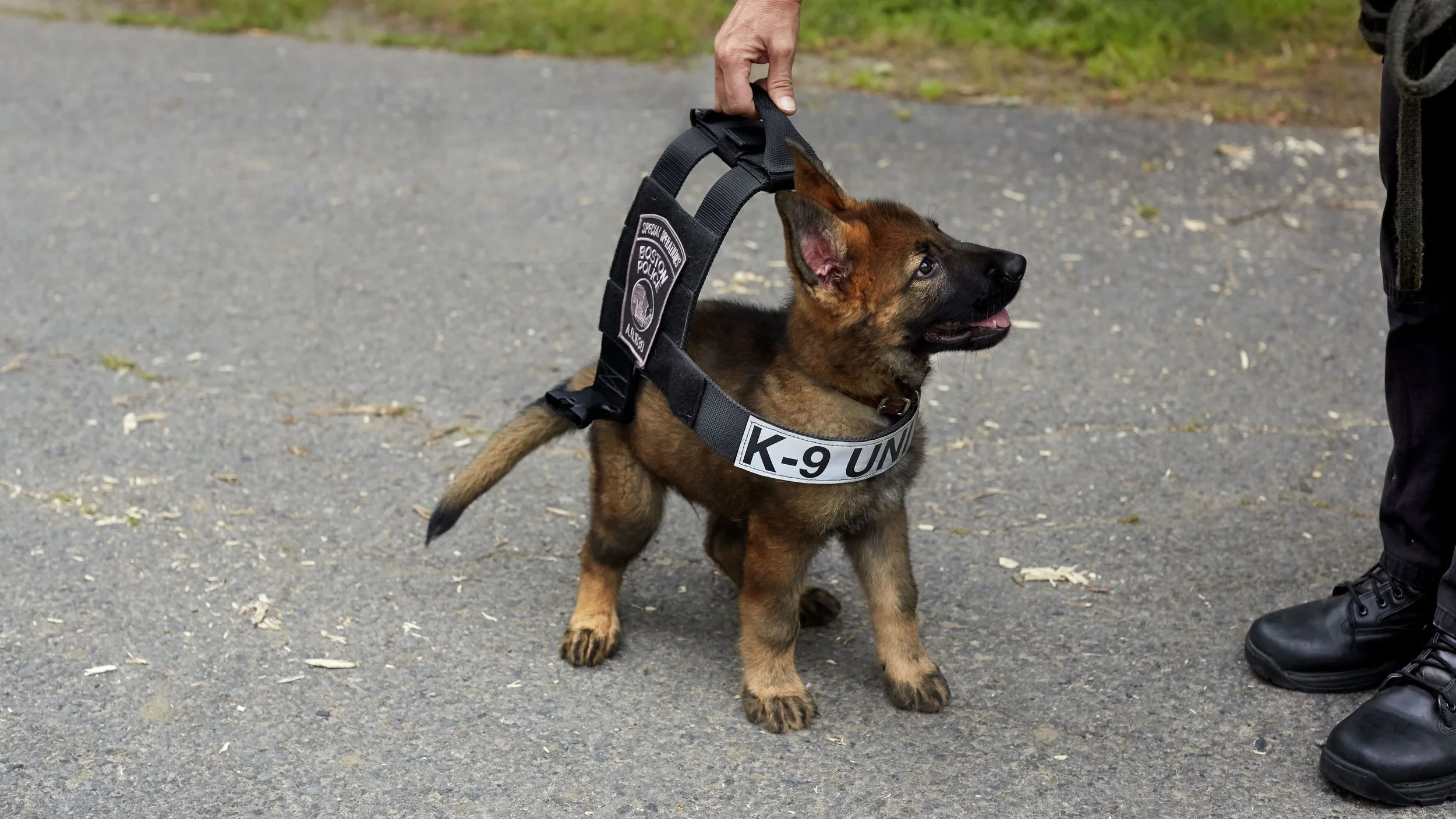 German Shepherd puppy training