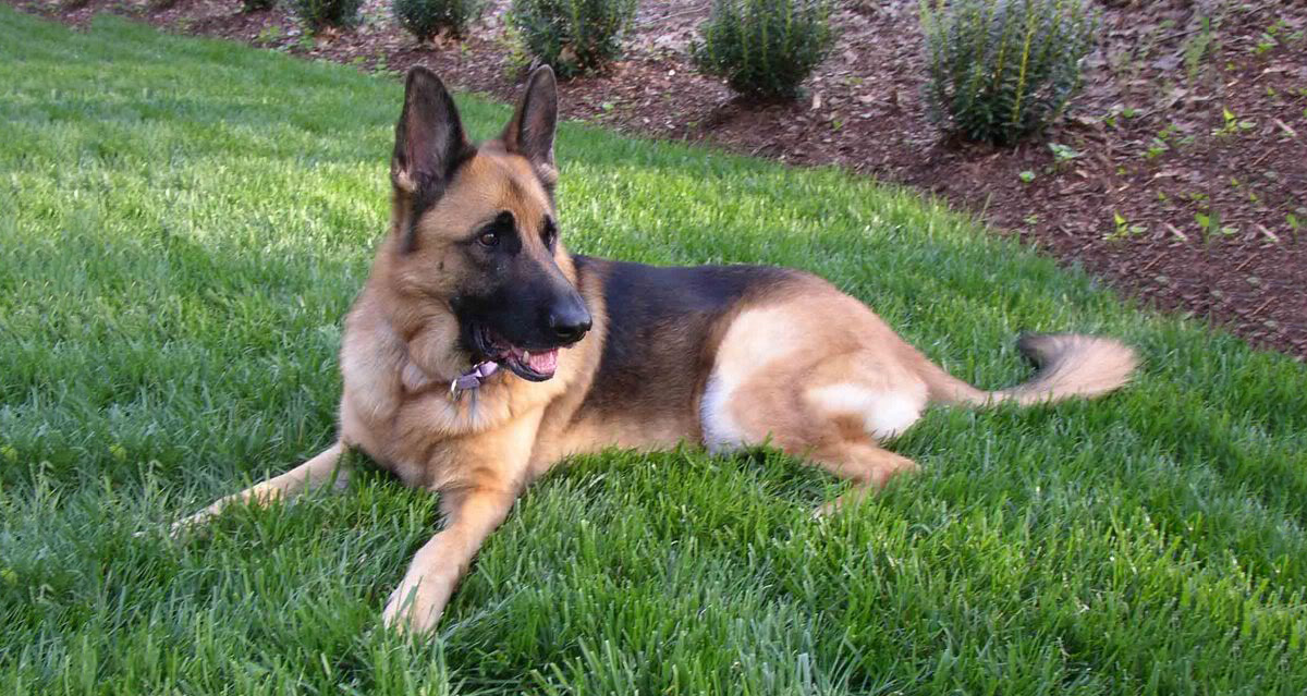 German shepherd dog training in Los Angeles