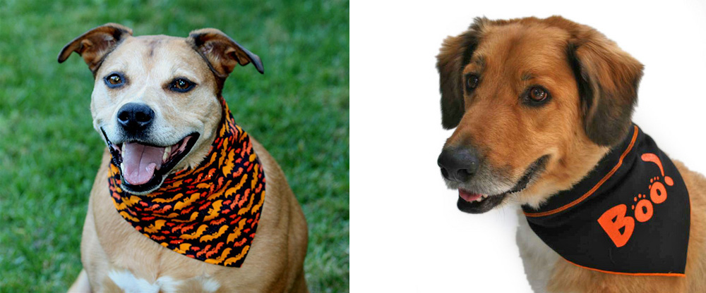 Halloween bandanas for your dog!