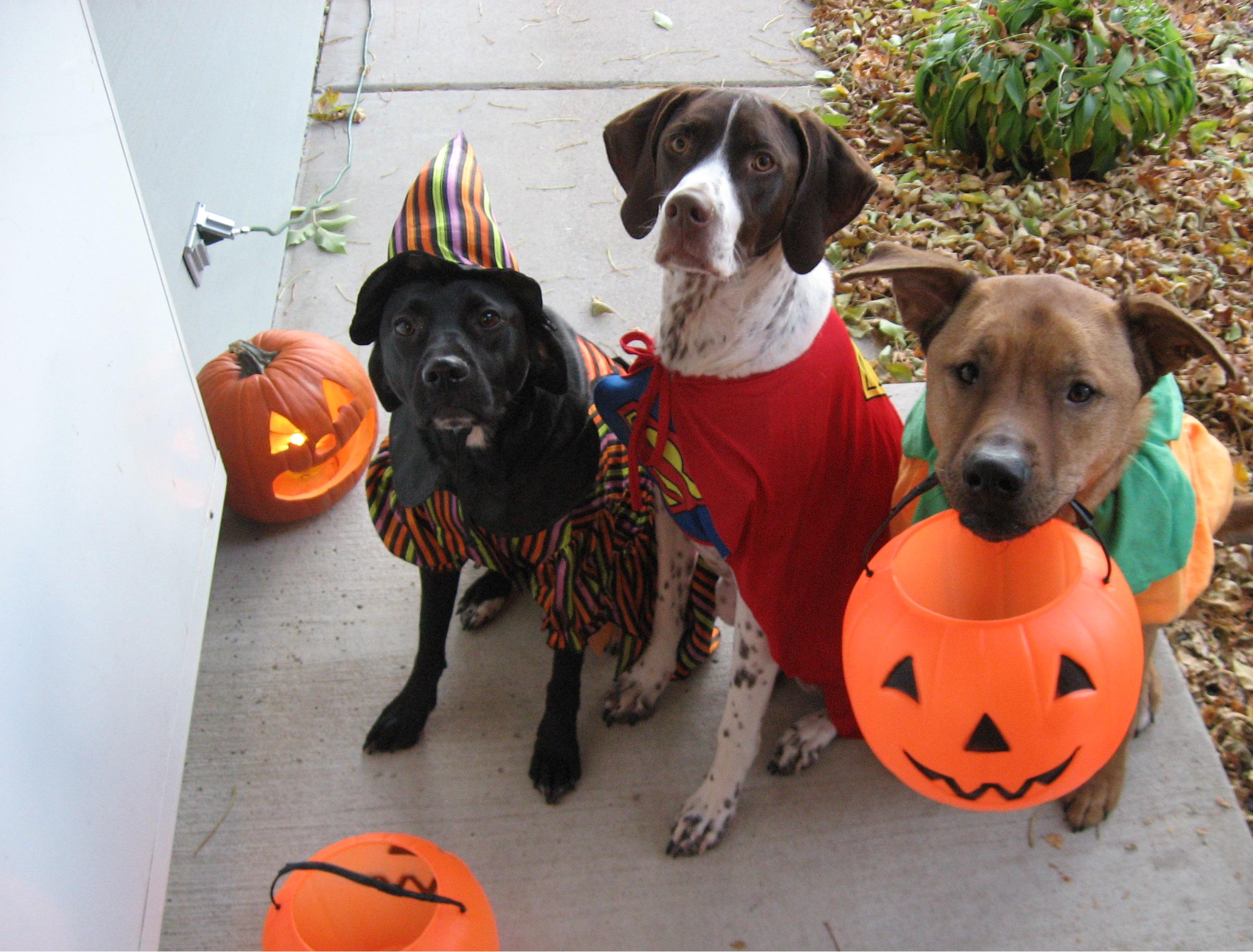 Thinking about Trick-or-Treating with your dog? Probably not a good idea!