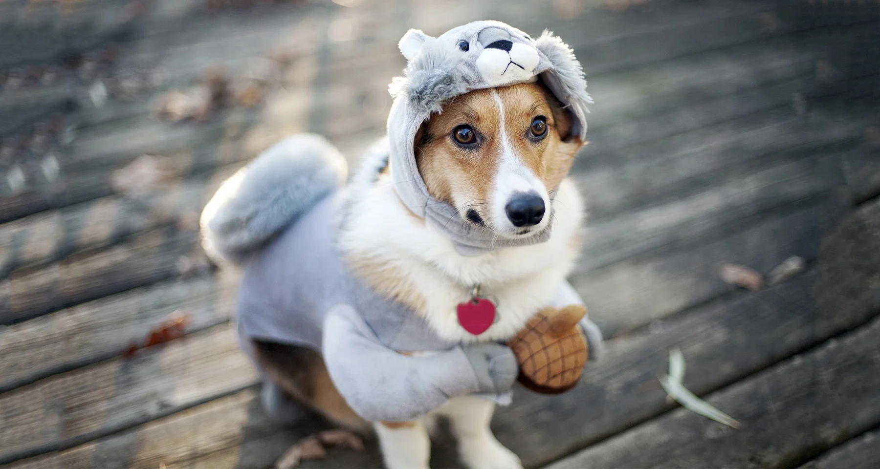 Tricks and Treats for Your Dog's Best Halloween Ever