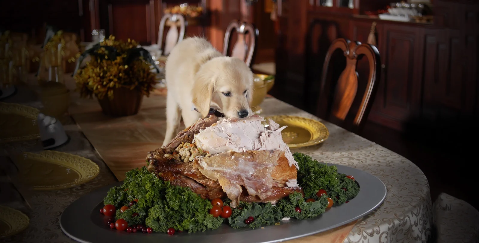 How to Have the Best Thanksgiving Ever With Your Dog