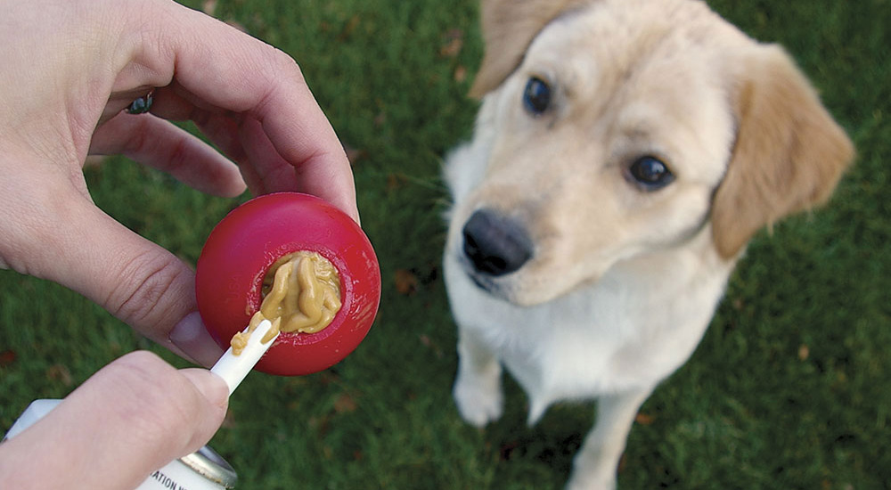 kong dog feeder