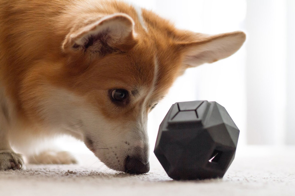 How To Pick the Best Dog Puzzle Treats and Toys for Your Dog – The Honest  Kitchen