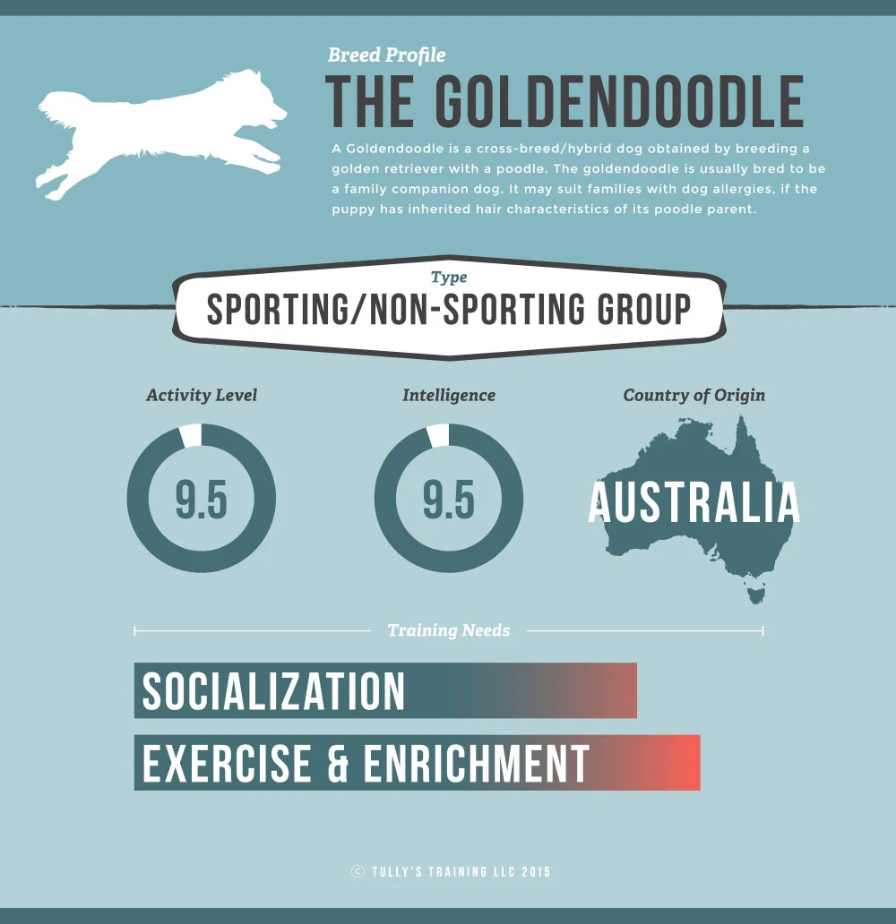 Goldendoodle Breed Infographic