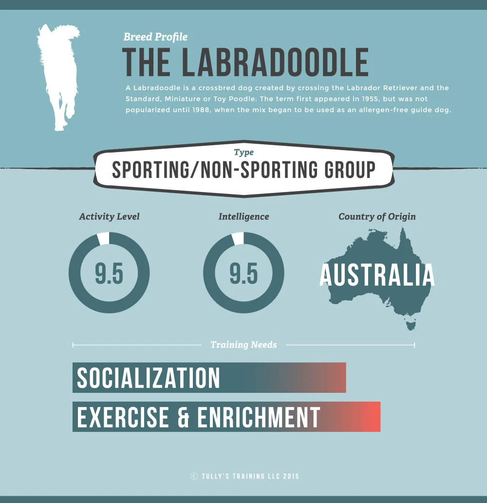 Labradoodle Breed Infographic