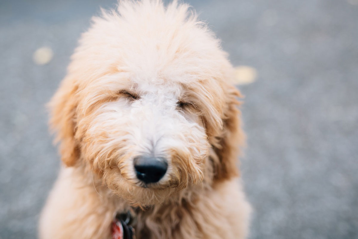 trained goldendoodle puppies